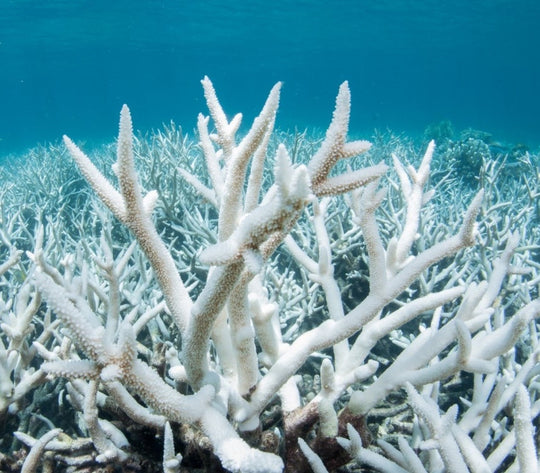 Chemical Sunscreen Ingredients That Harm Coral Reefs and YOU